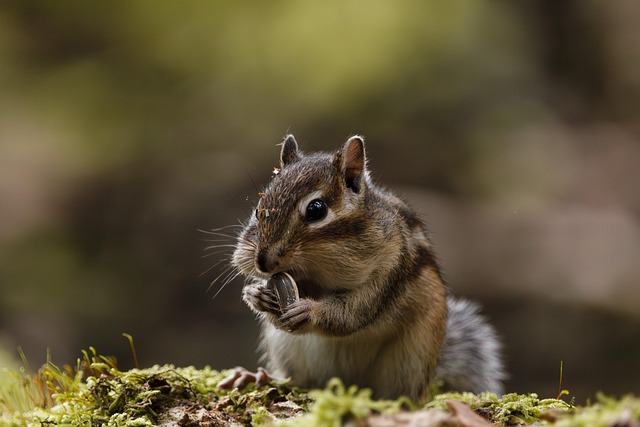 Squirrel attempting to access guarded feeder