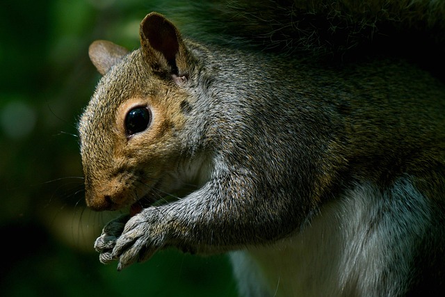 Squirrel attempting to access guarded feeder