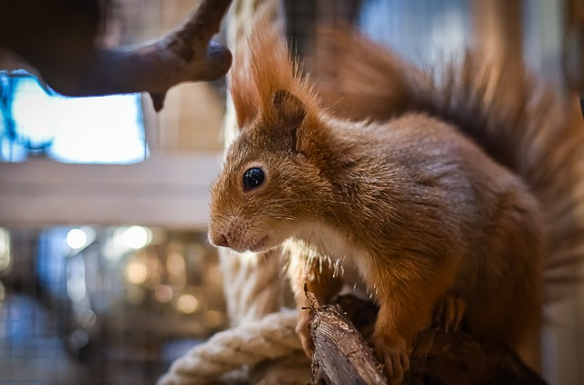 squirrel-attempting-to-access-guarded-fe-640x480-83194110.jpeg