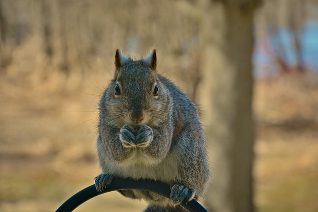 Squirrel attempting to access guarded feeder