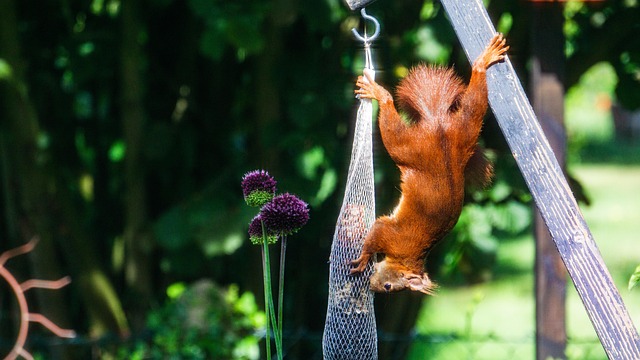 Squirrel attempting to access guarded feeder