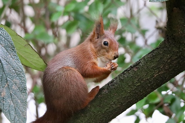 squirrel-climbing-near-protected-bird-fe-640x480-15664440.jpeg