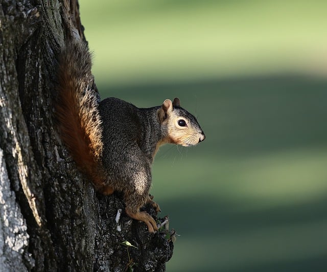 Squirrel climbing near protected bird feeder