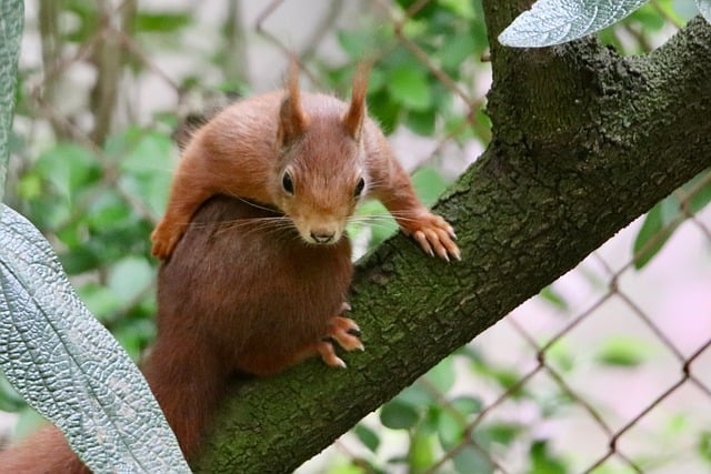 Squirrel climbing near protected bird feeder