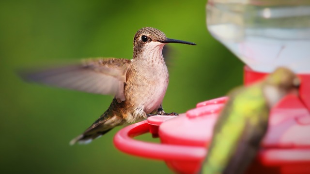 Sturdy bird feeder with anti-squirrel design