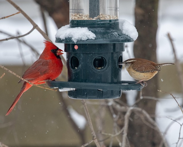 Sturdy bird feeder with anti-squirrel design