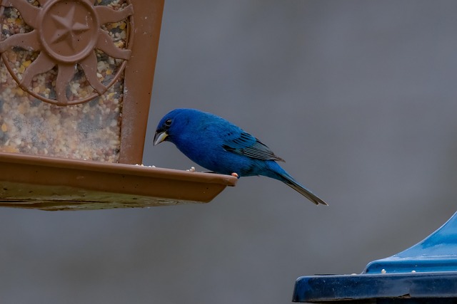 Sturdy bird feeder with anti-squirrel design