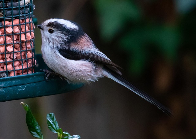 Sturdy bird feeder with anti-squirrel design