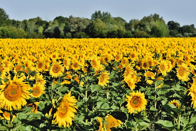 Feed Your Birds Naturally &amp; Save - Premium Sunflower Seeds Leeds