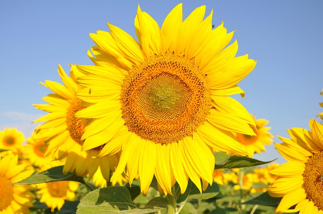 sunflower