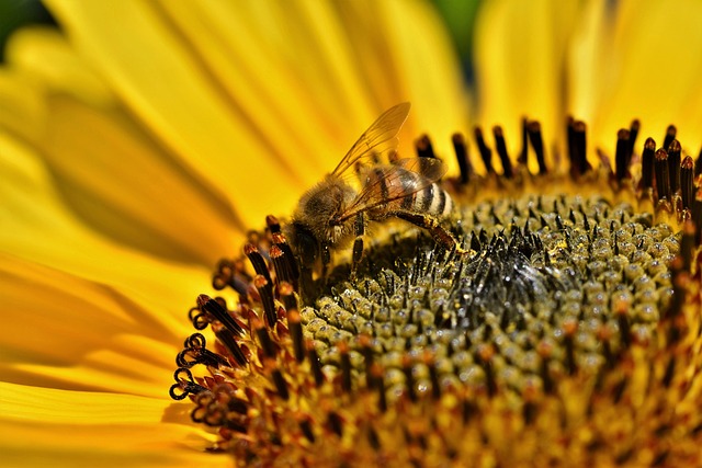 sunflower