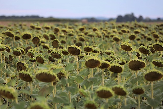sunflower