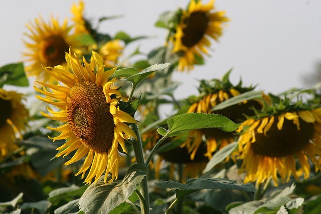 sunflower