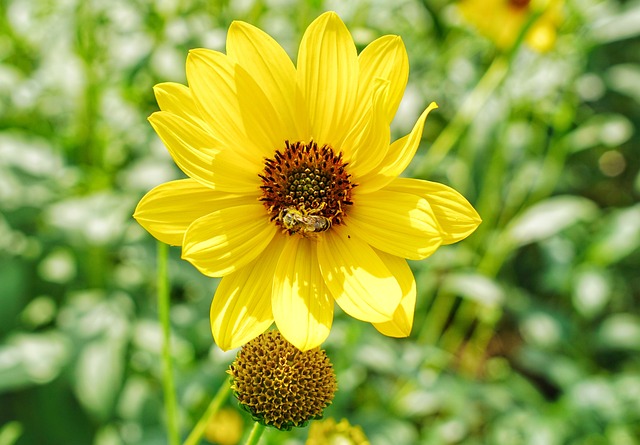 Save Big on Sunflower Hearts: 25kg Bulk Bird Seed Mix in Leeds - Free Delivery!