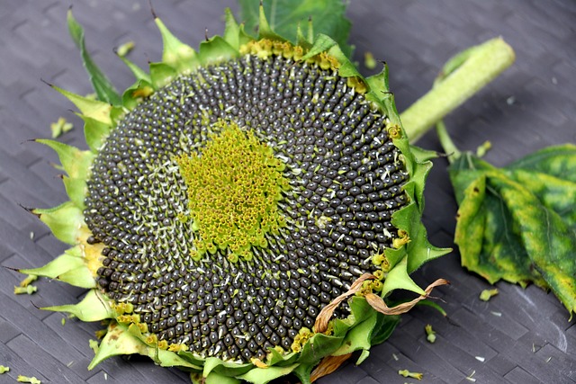 Feed Your Feathers Friends Better, Save More - Sunflower Seeds Leeds