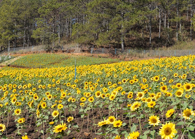 sunflower
