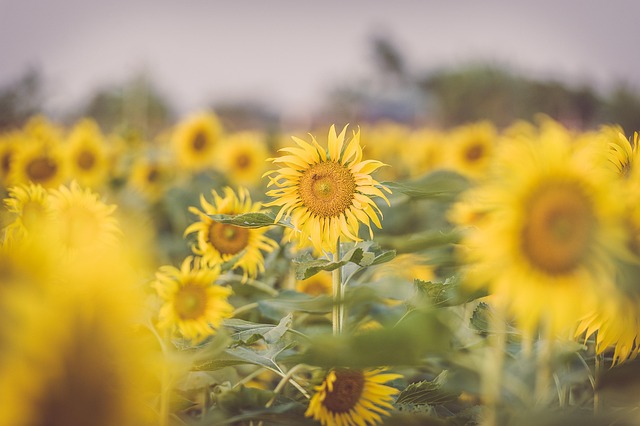Liverpool’s Top Sunflower Seeds: Save Money, Feed Your Birds Better