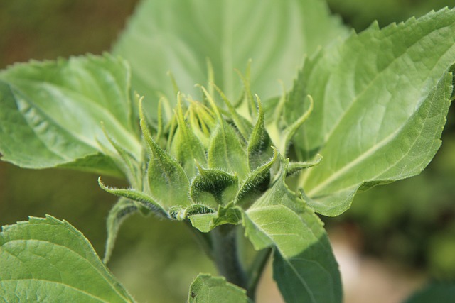 sunflower