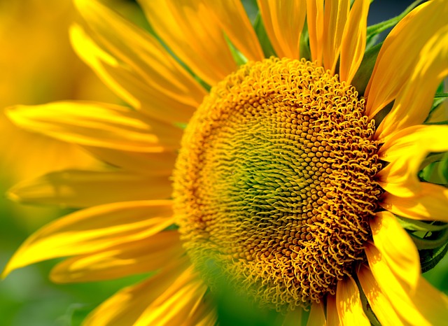 sunflower