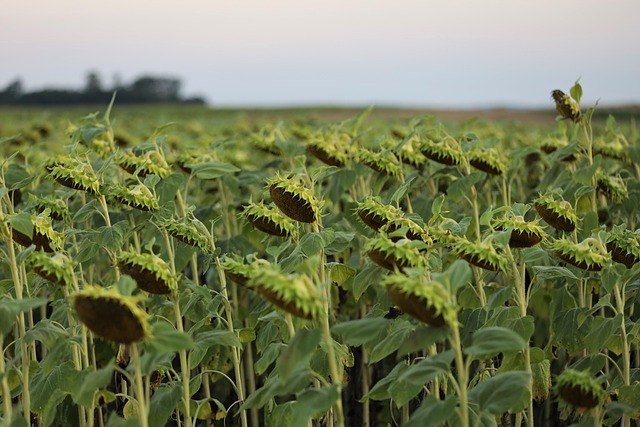 sunflower