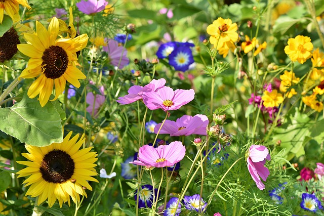 sunflower-640x480-53938814.jpeg