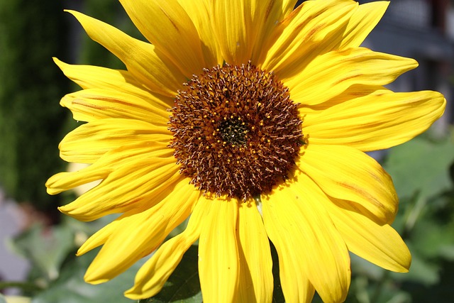 Feed Bradford's Feathered Friends: Save Big with Free Shipping on Top Sunflower Seed Mix