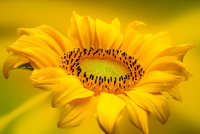🌻 Bulk Sunflower Hearts: Top Deals &amp; Enhanced Calcium for Birds in Leicester