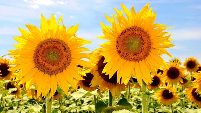 sunflower