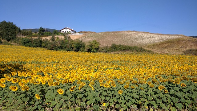 sunflower