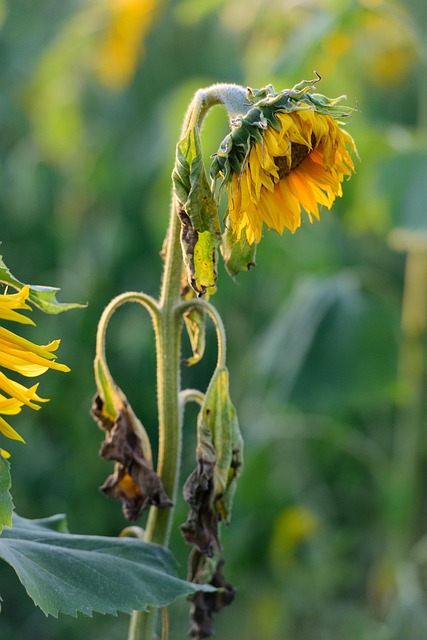 sunflower