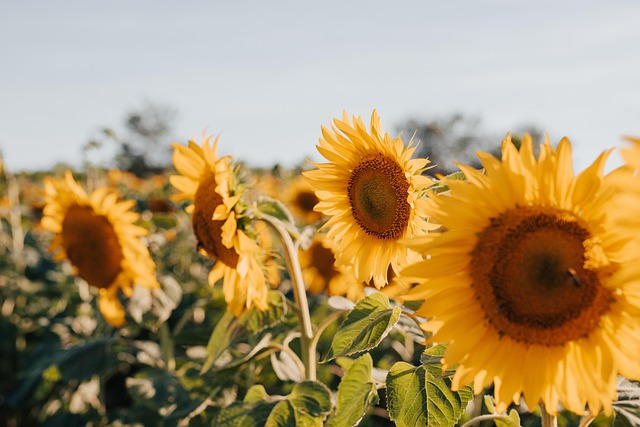 sunflower