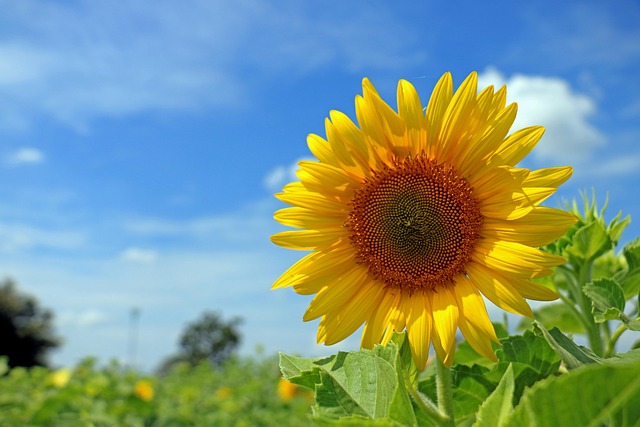sunflower