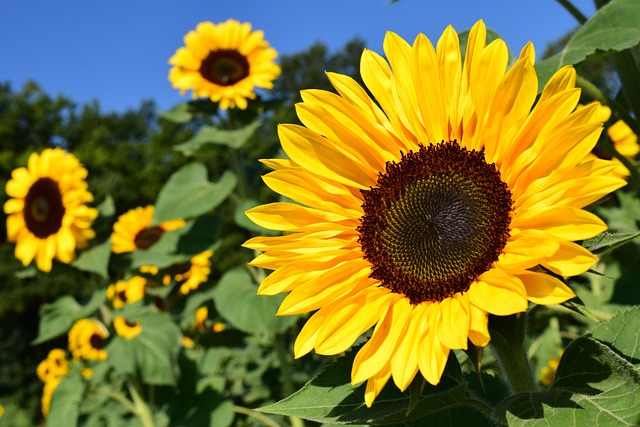 Transform Your Feathered Friends' Feast: Sheffield's Top Rust-Free 25kg Sunflower Heart Feeder - Best Price!