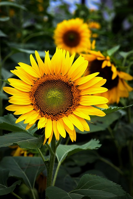 sunflower