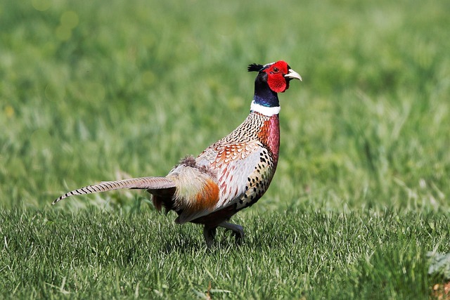 Wild Bird
