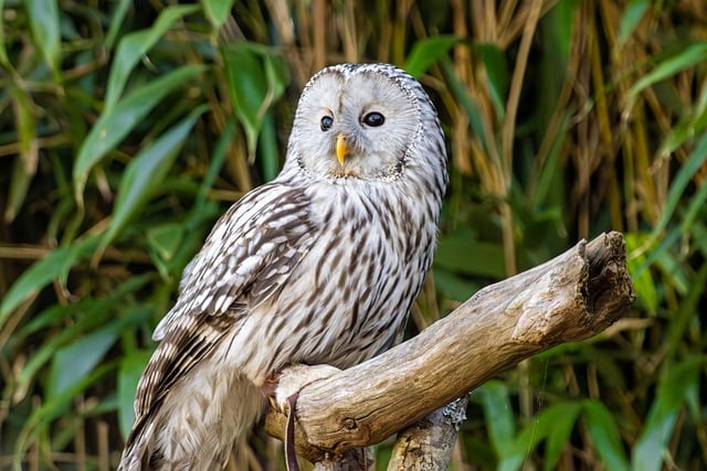 Wild Bird
