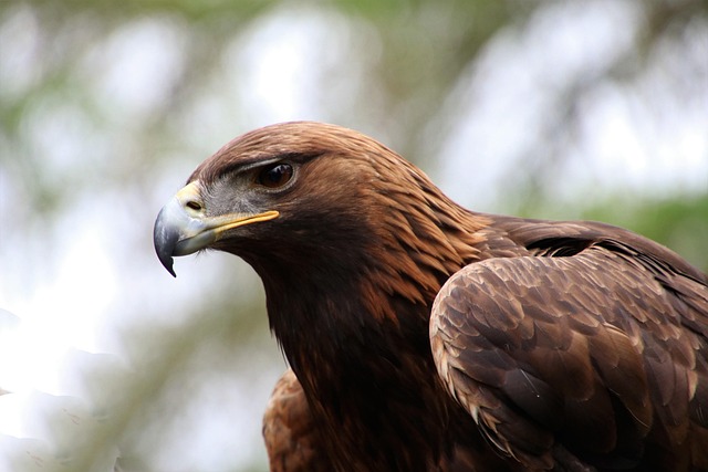 Wild Bird