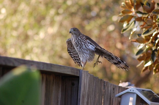 Wild Bird