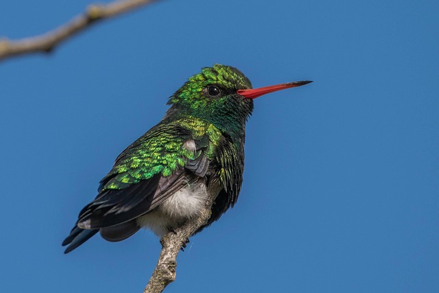 Wild Bird