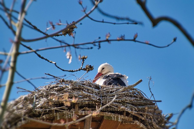 wild-bird-640x480-39483816.jpeg