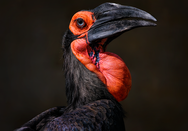 Wild Bird