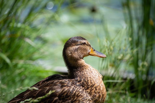 Wild Bird
