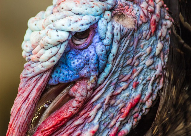 wild-bird-640x480-4492584.jpeg