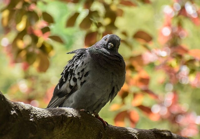 Wild Bird