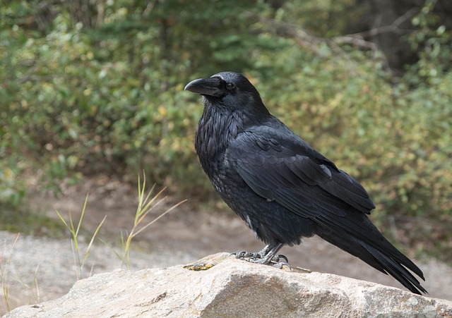 Wild Bird