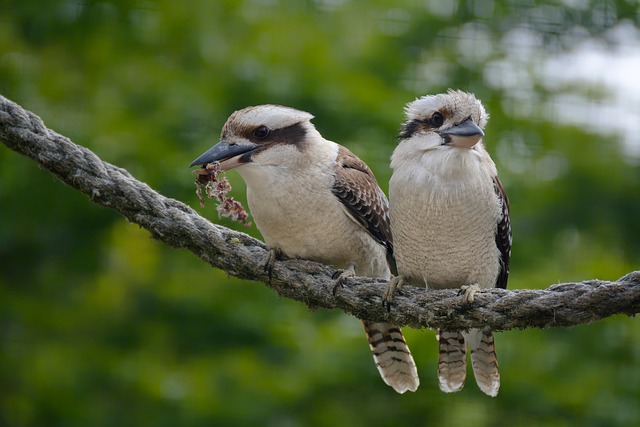 Wild Bird