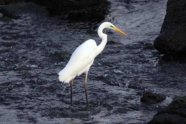 Wild Bird