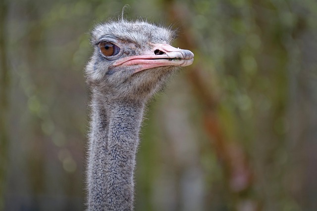 Wild Bird