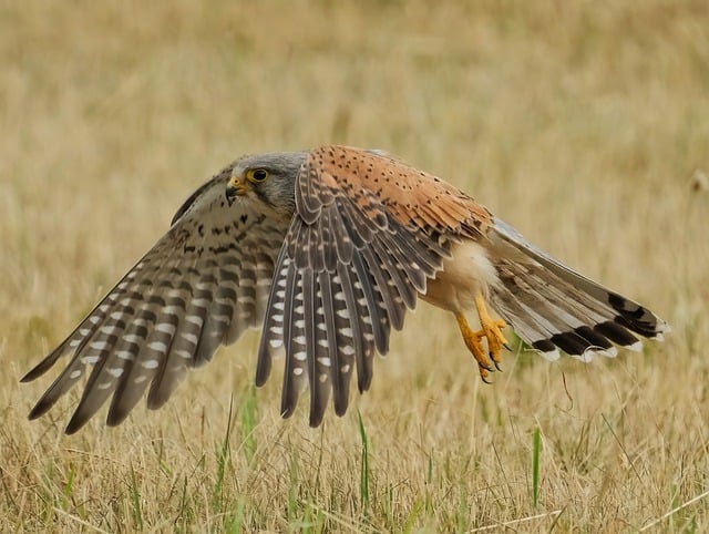 Wild Bird