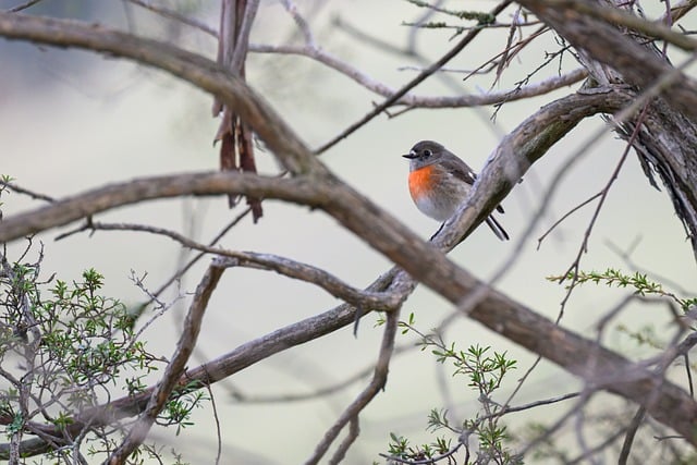 Wild Bird